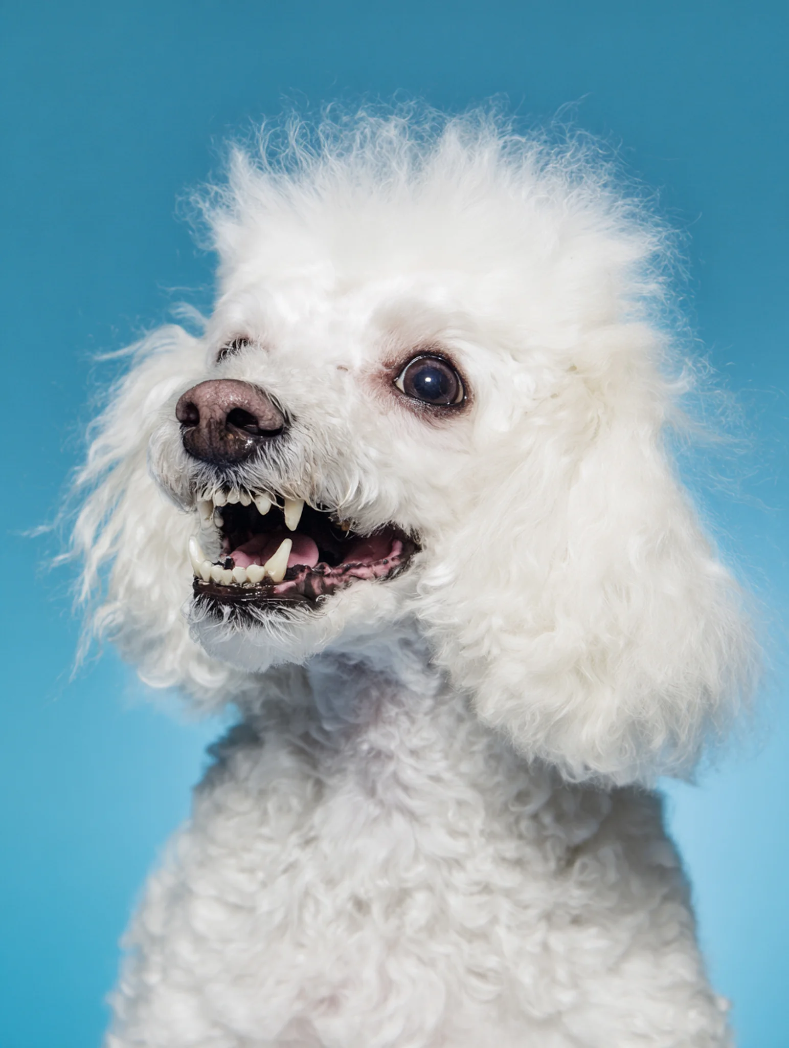 AI portrait of a fluffy white poodle on a bright blue background.
