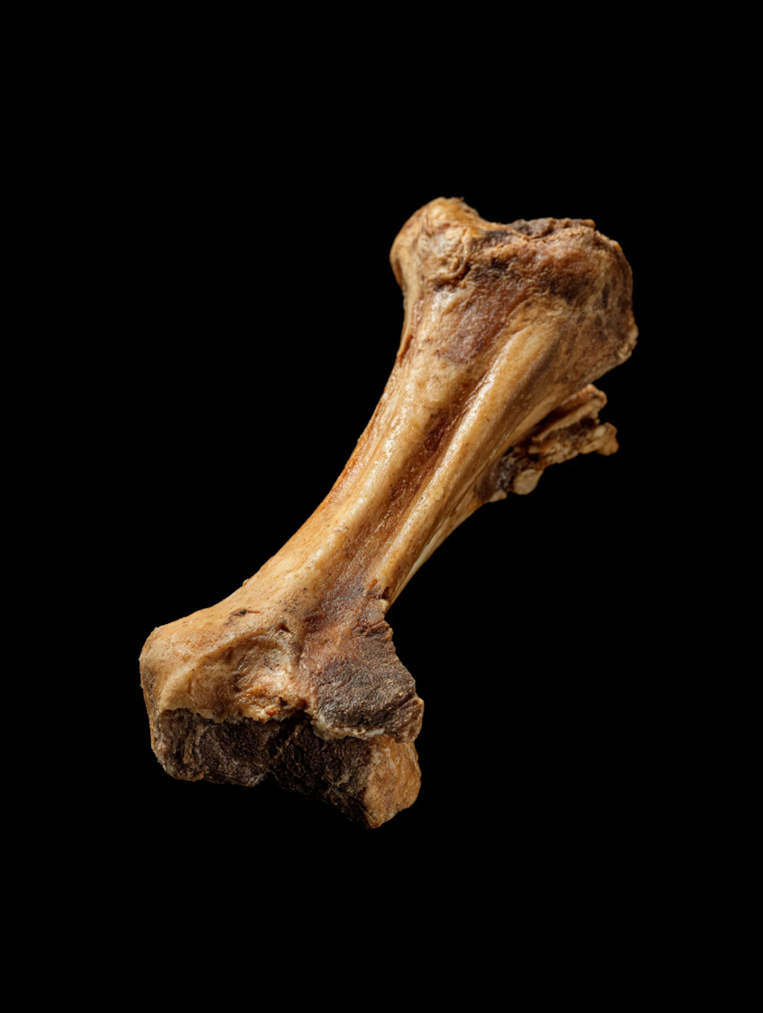 AI-generated studio shot of a large weathered bone on a black background.