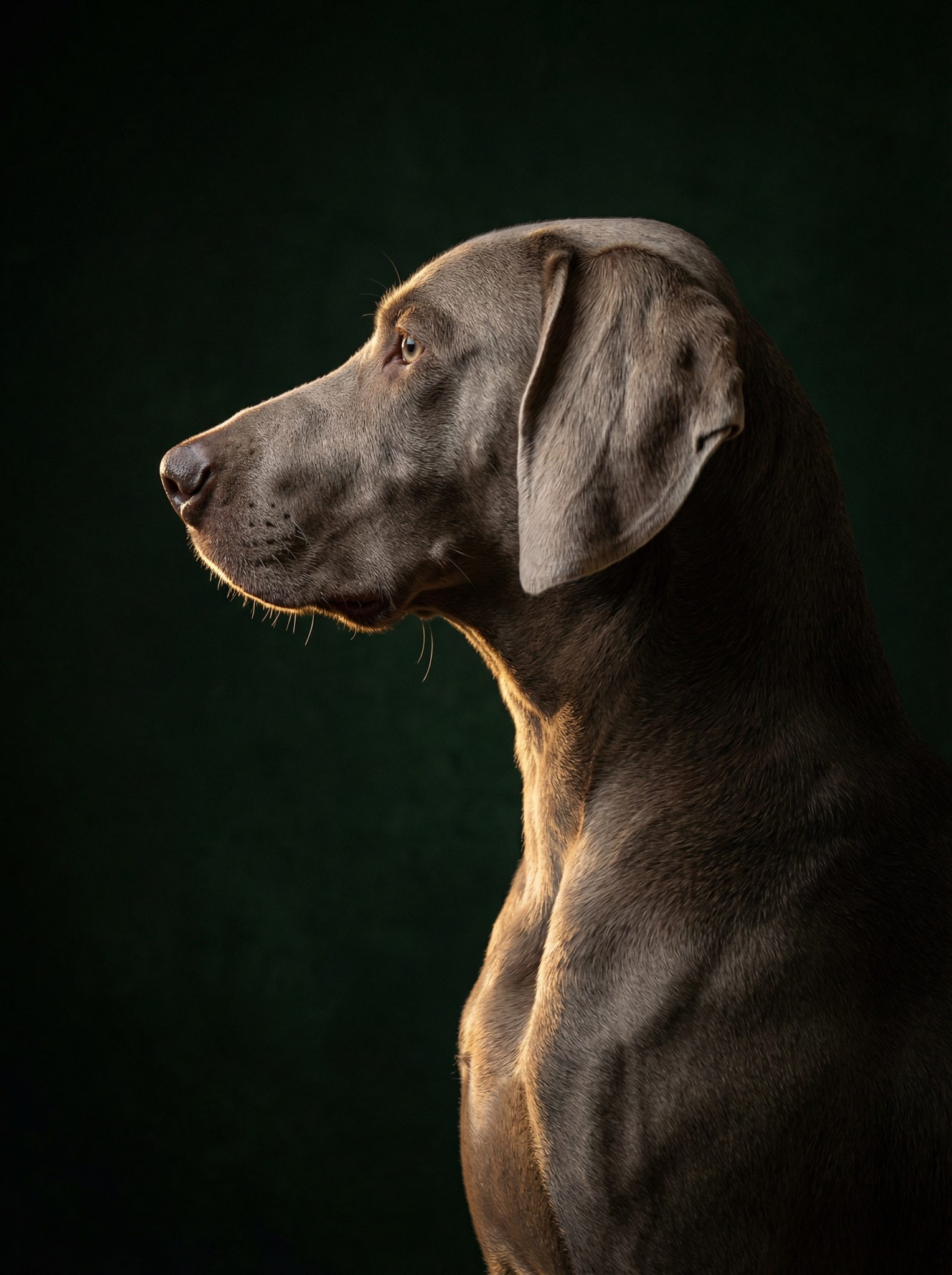 AI PETS IMAGES - pets-klausdyba-3 - AI Generated PETS Photography by Klaus Dyba