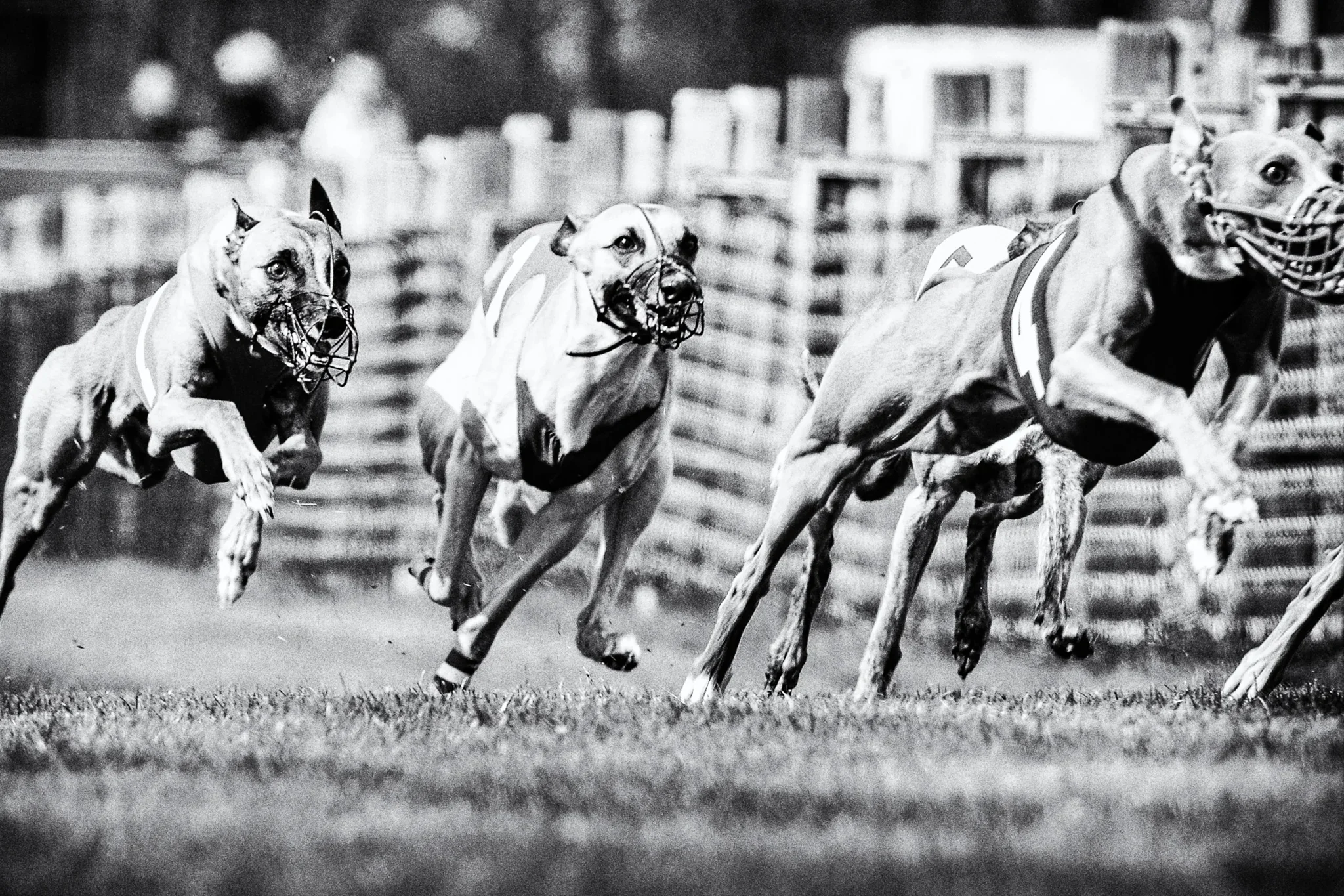DOG RACE - klausdyba-dog-race-00001 - PETS Photography by Klaus Dyba