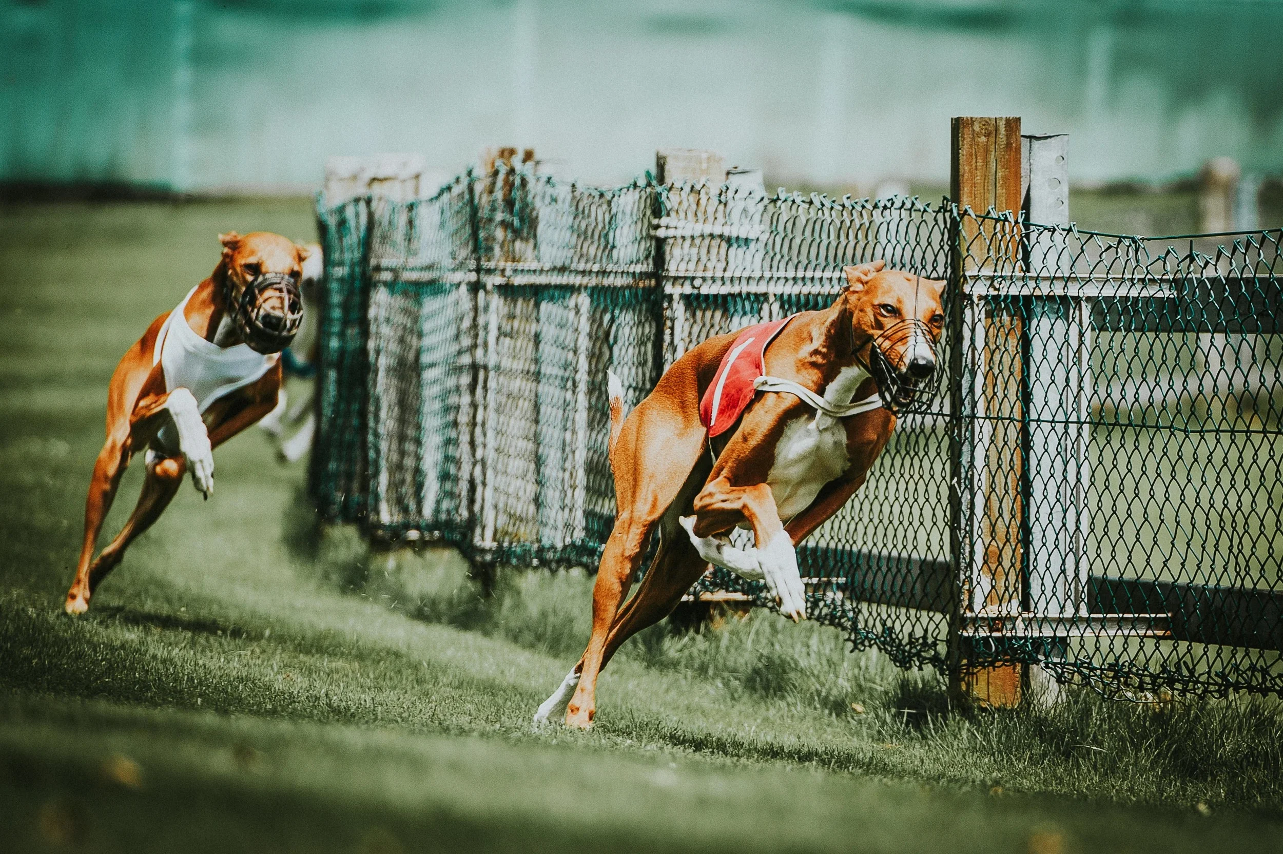 DOG RACE - klausdyba-dog-race-00004 - PETS Photography by Klaus Dyba