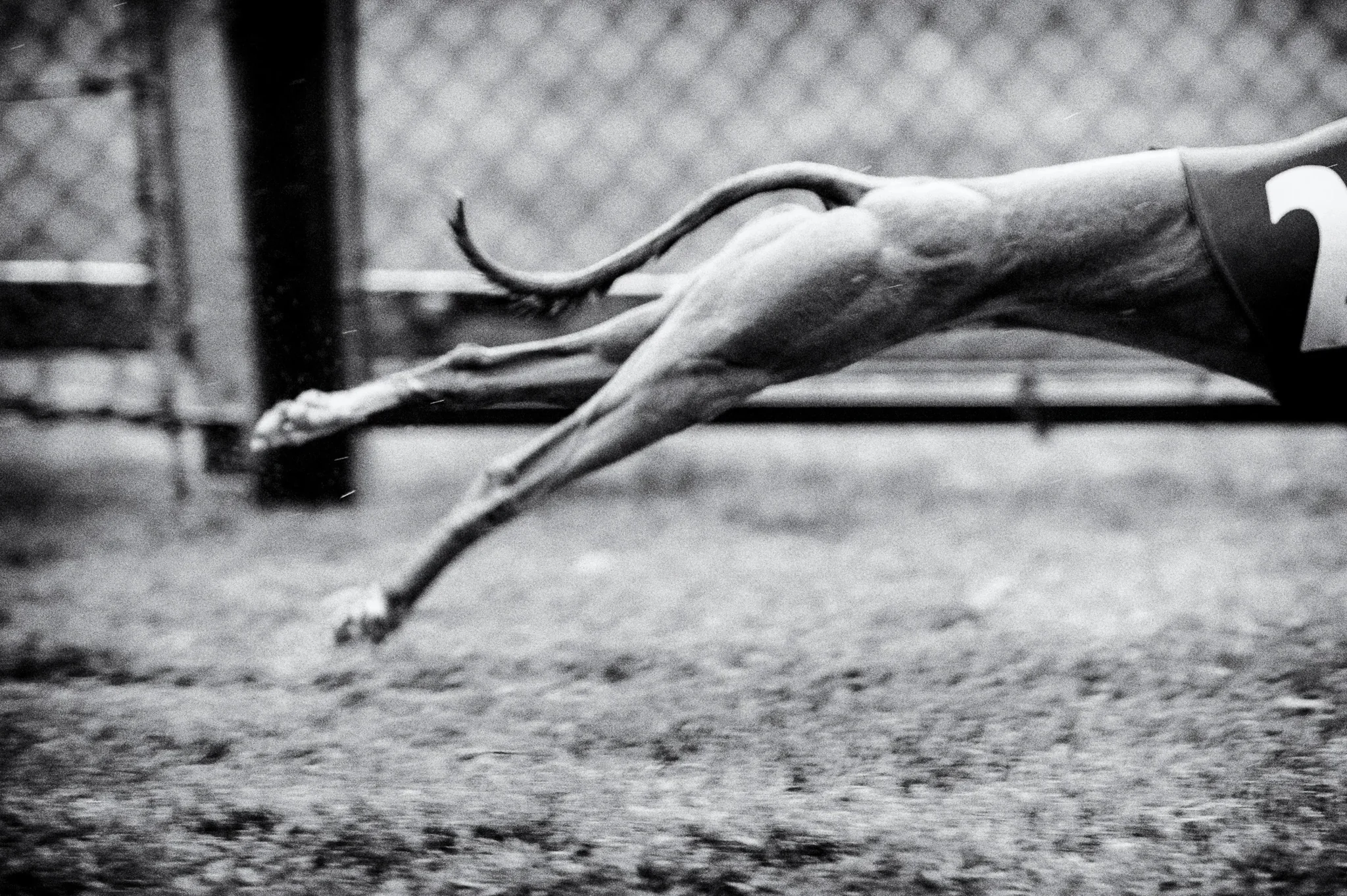 DOG RACE - klausdyba-dog-race-00005 - PETS Photography by Klaus Dyba