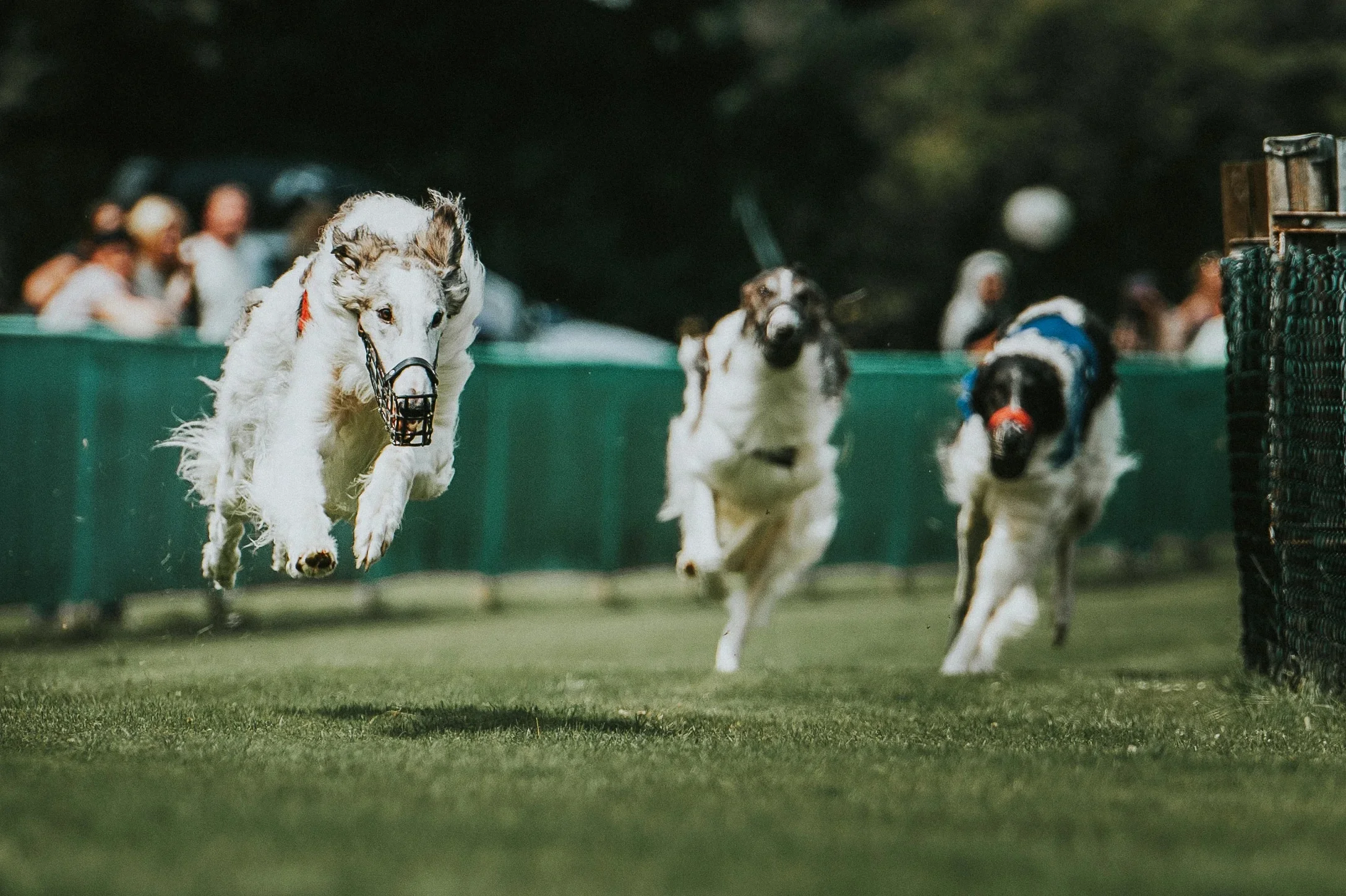 DOG RACE - klausdyba-dog-race-00007 - PETS Photography by Klaus Dyba
