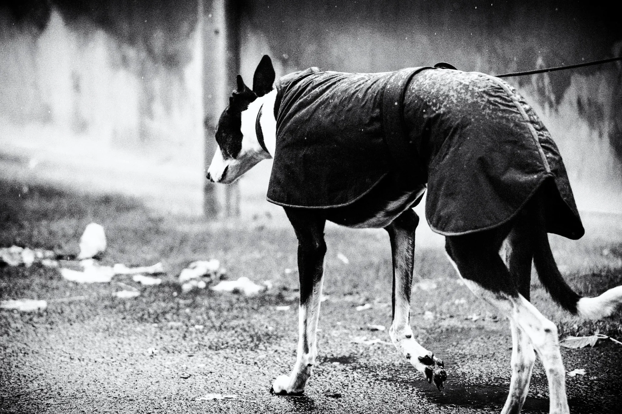 DOG RACE - klausdyba-dog-race-00008 - PETS Photography by Klaus Dyba