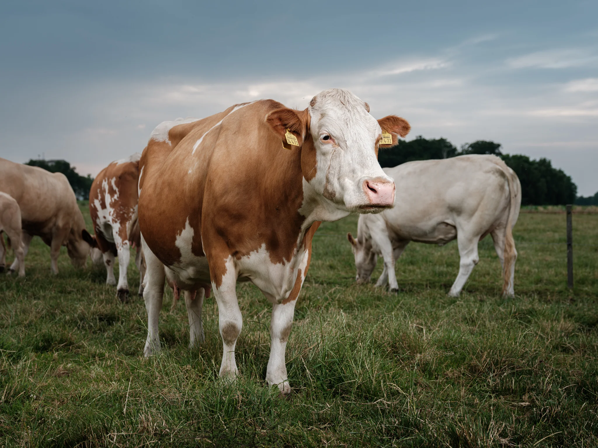 Animals Photography by Klaus Dyba