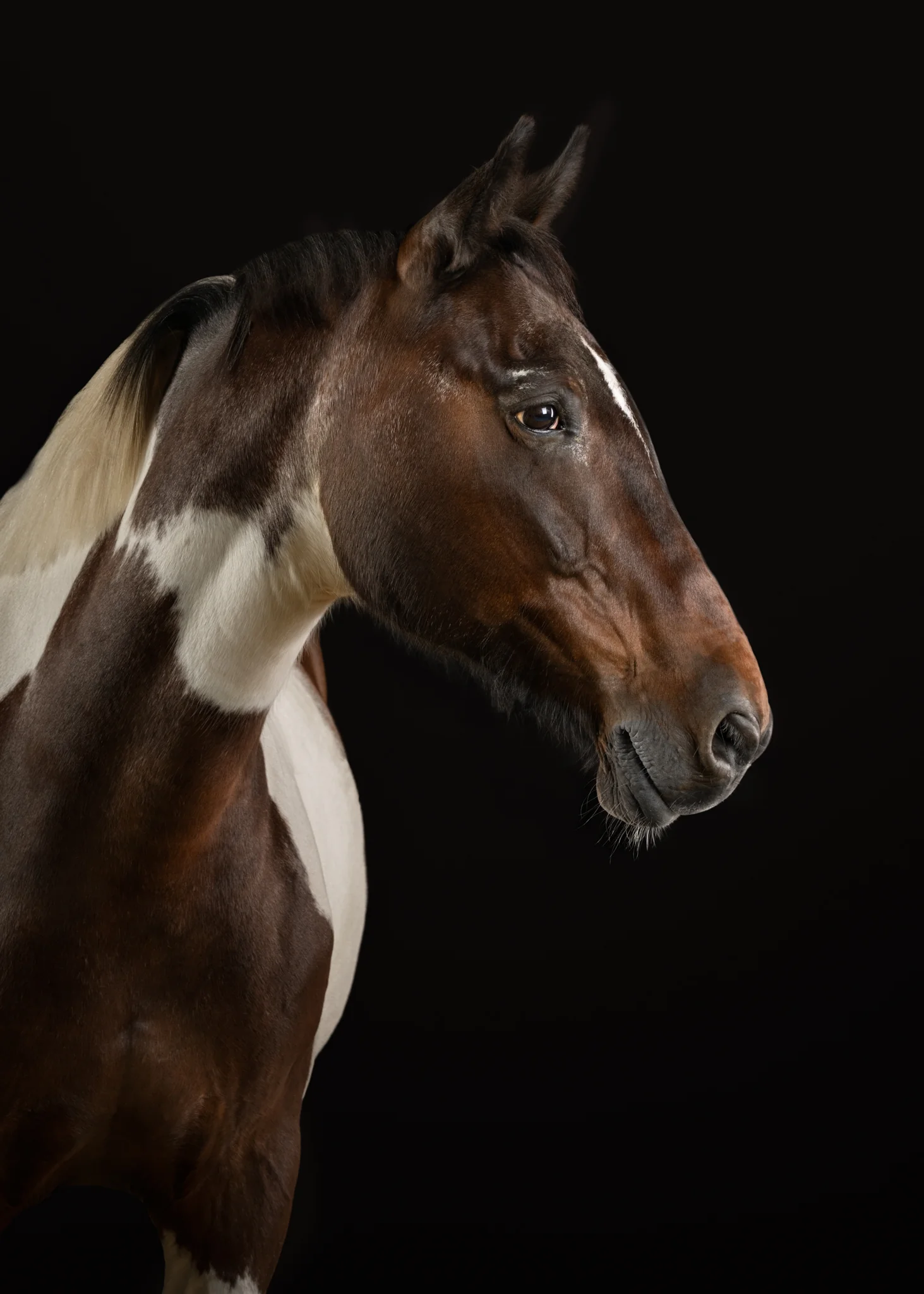 Animals Photography by Klaus Dyba