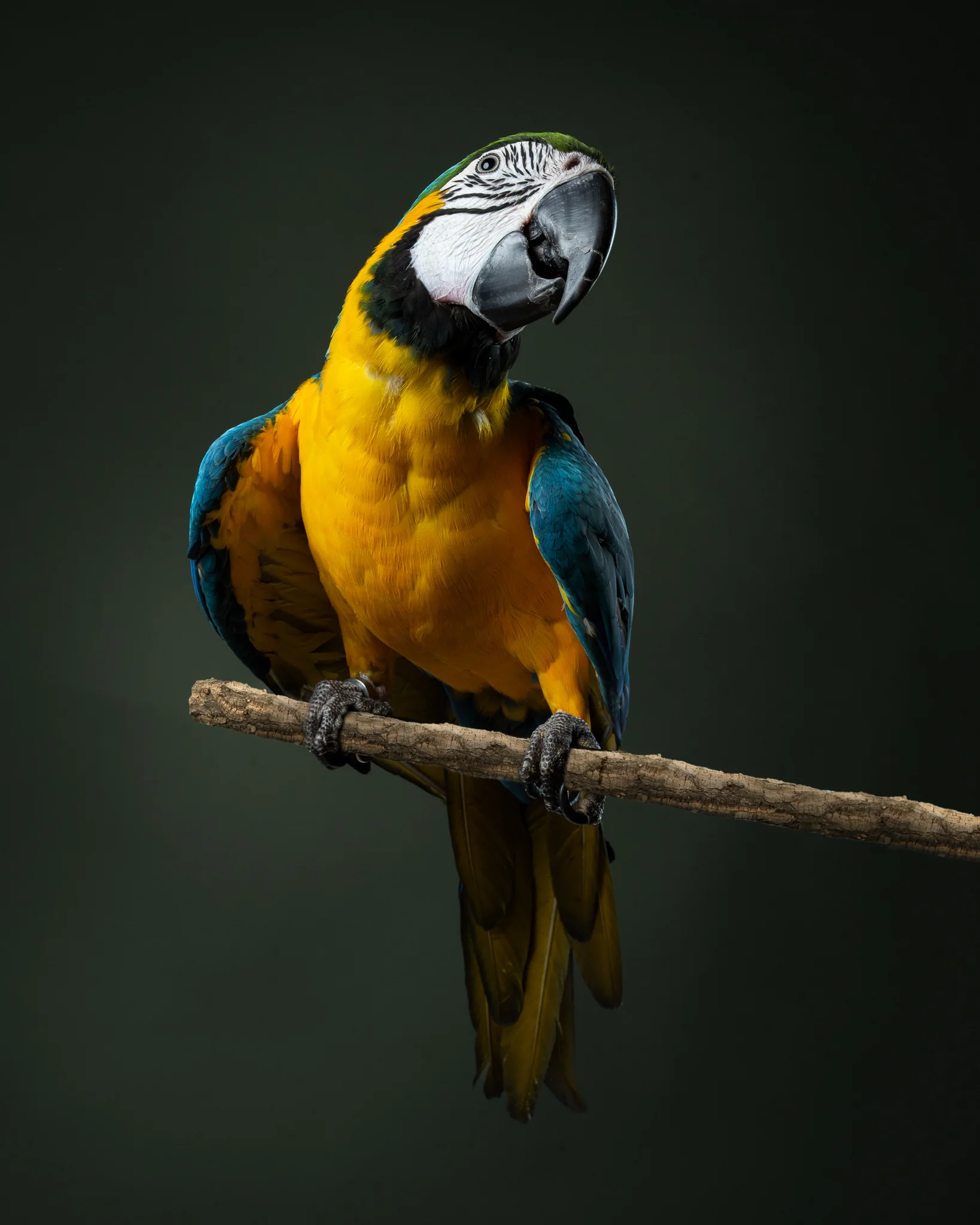 Animals Photography by Klaus Dyba