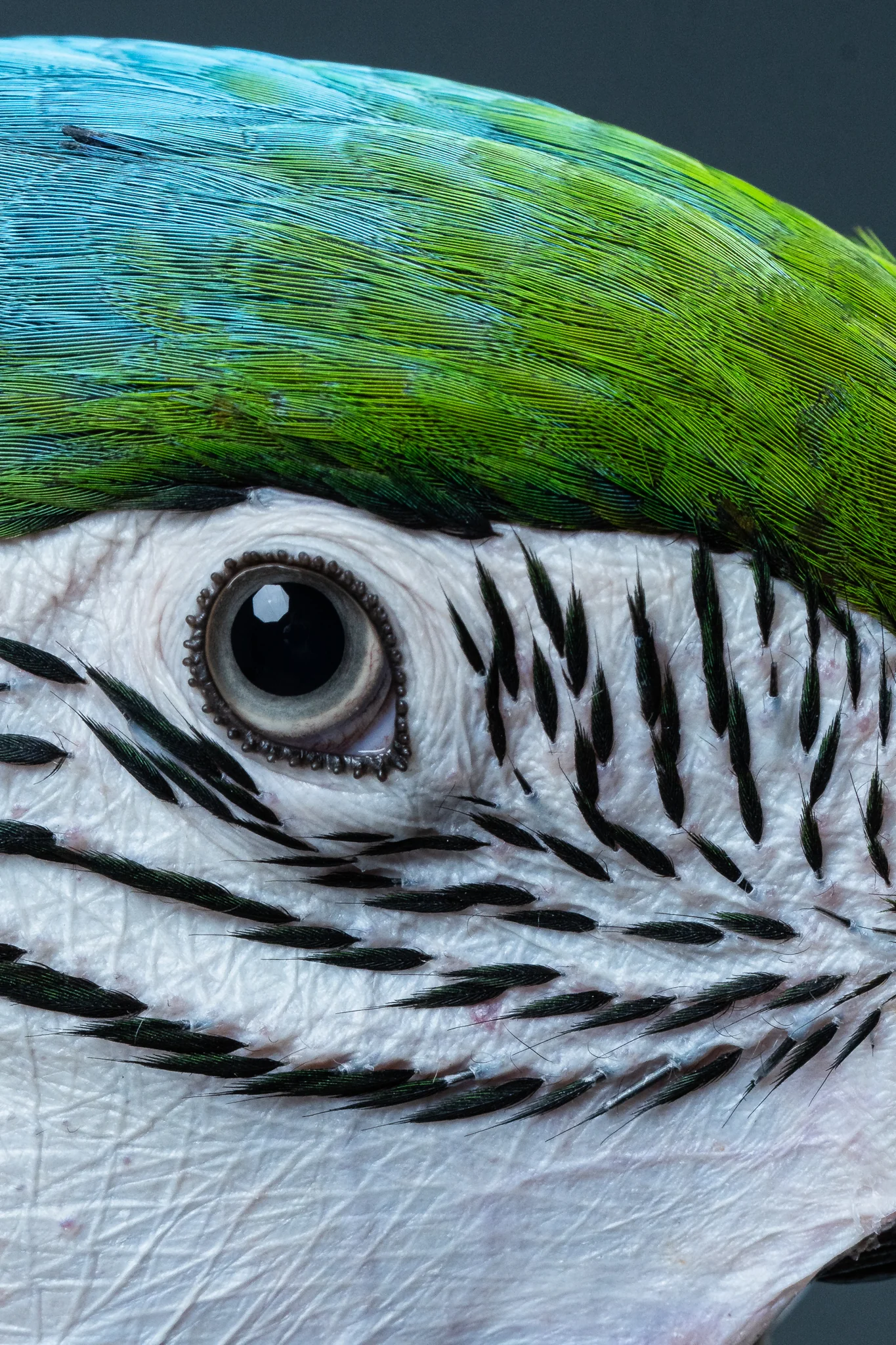 Animals Photography by Klaus Dyba