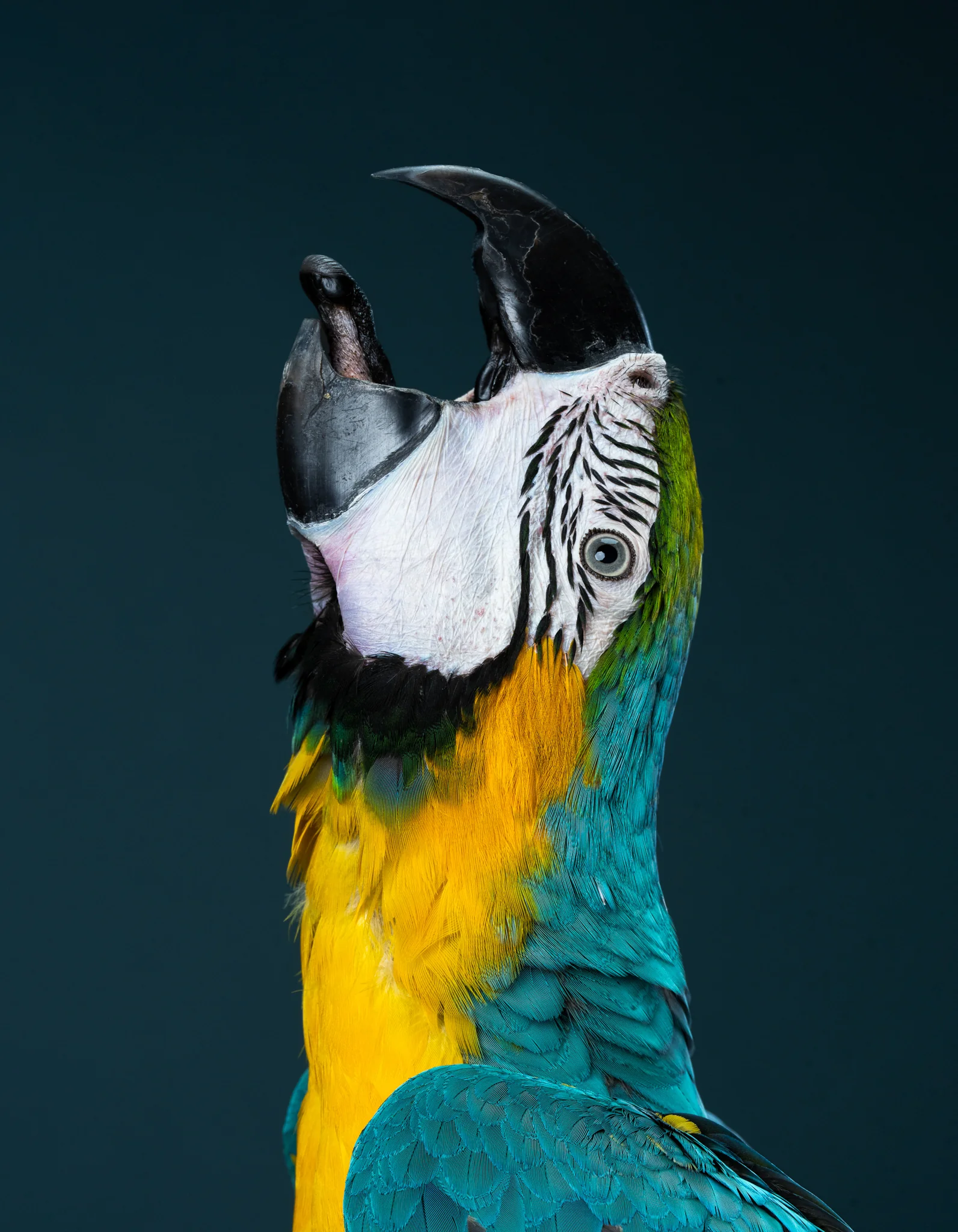 Animals Photography by Klaus Dyba