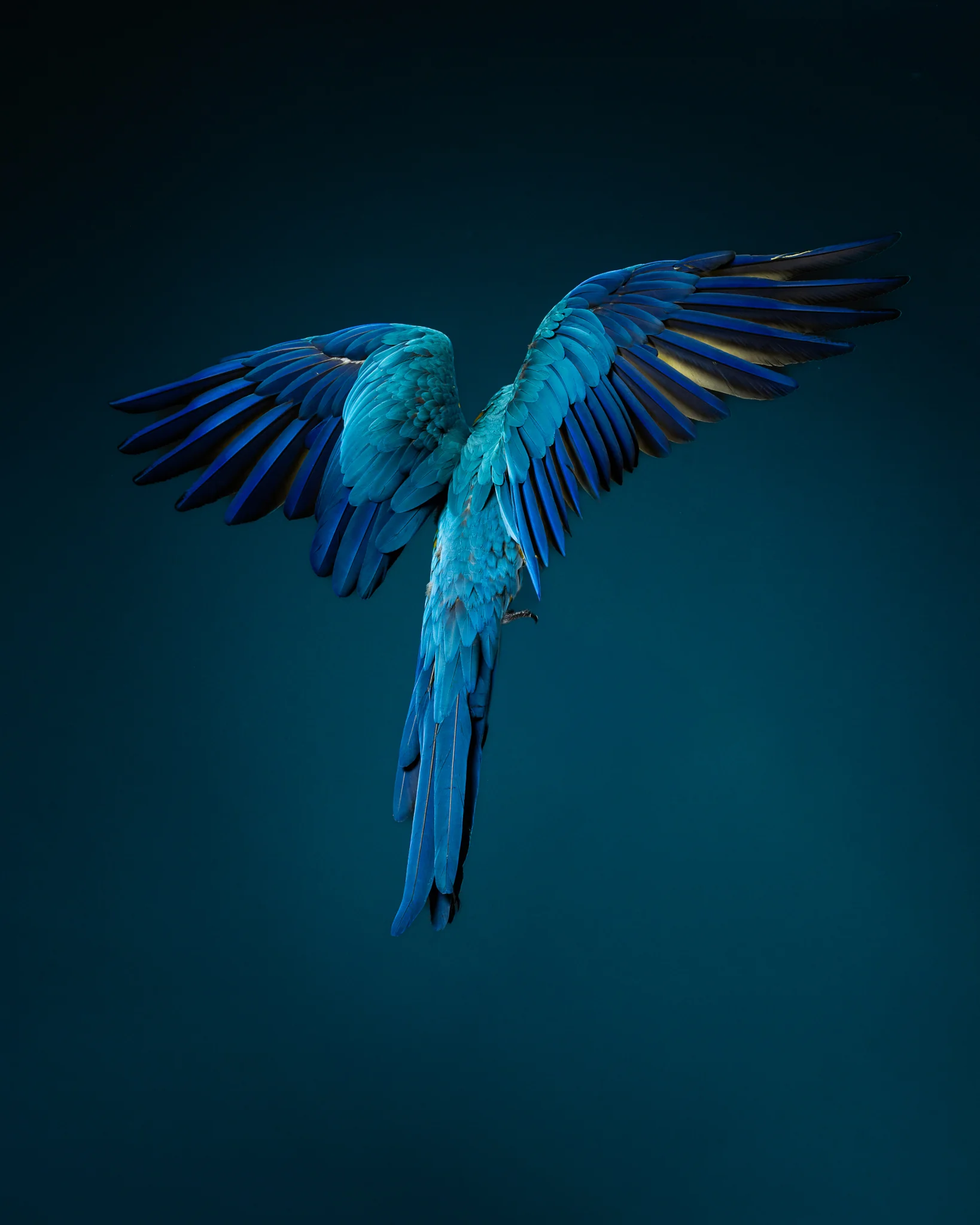 Animals Photography by Klaus Dyba