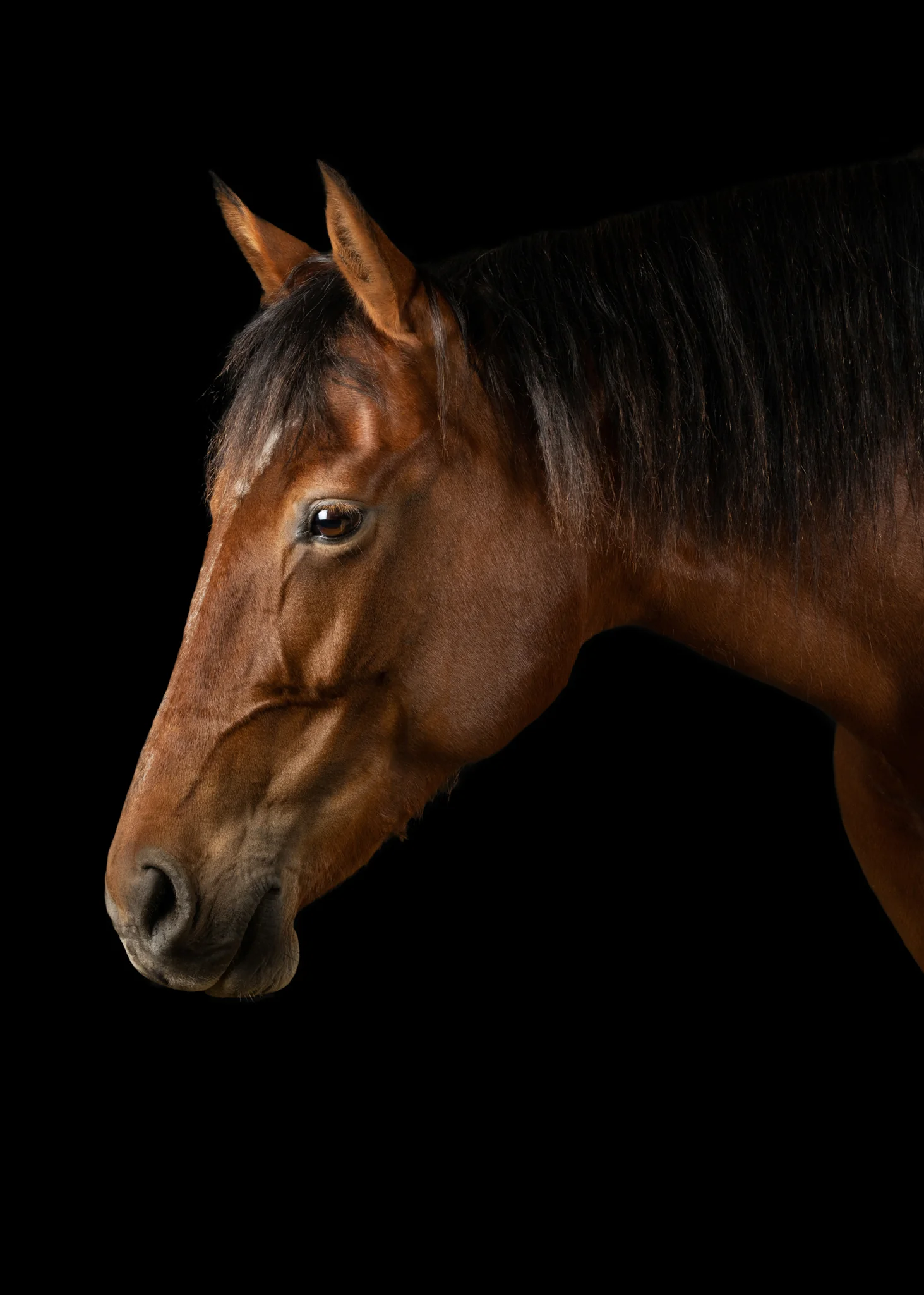 Animals Photography by Klaus Dyba