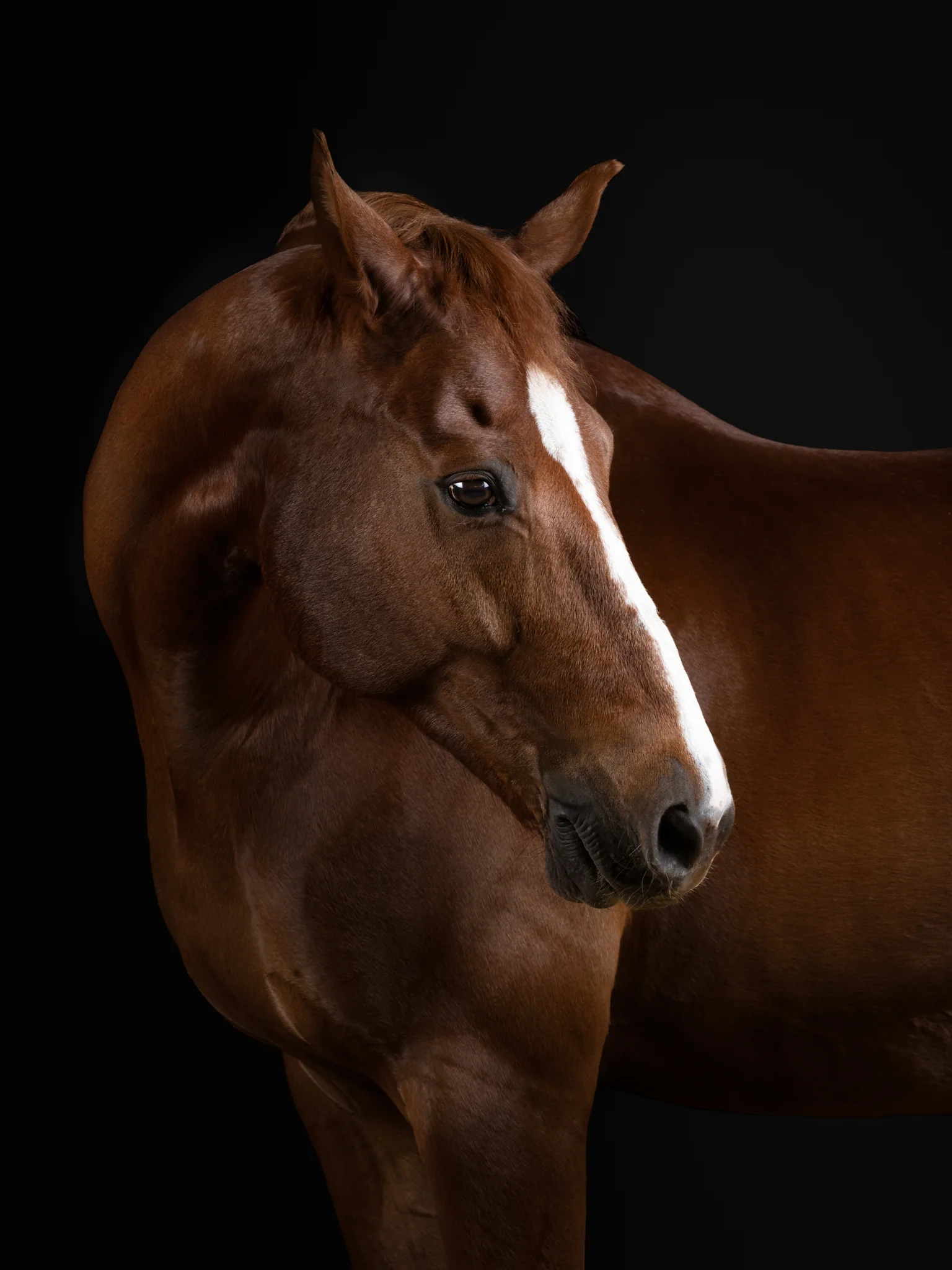 Animals Photography by Klaus Dyba