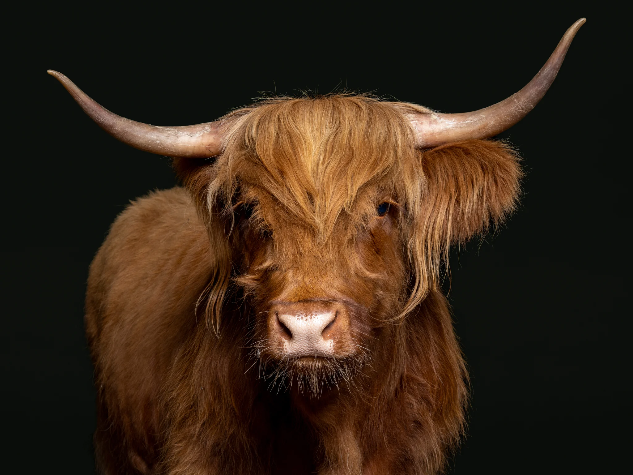 other animals