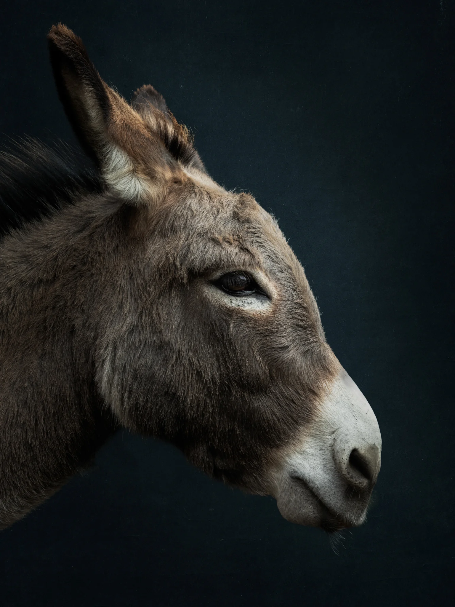 Animals Photography by Klaus Dyba