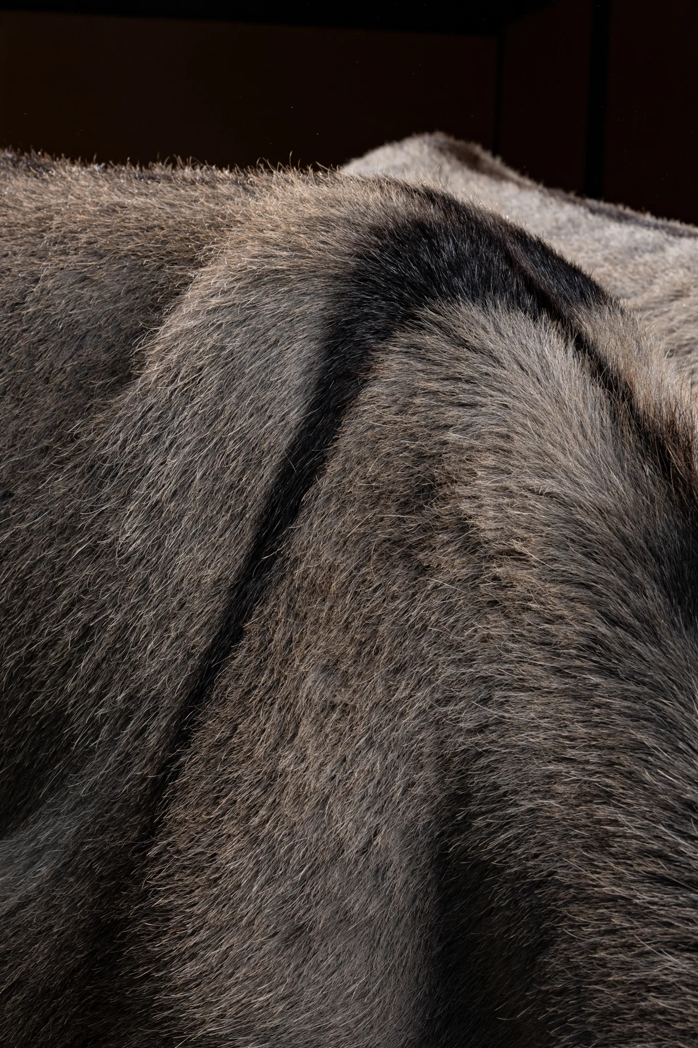 Animals Photography by Klaus Dyba