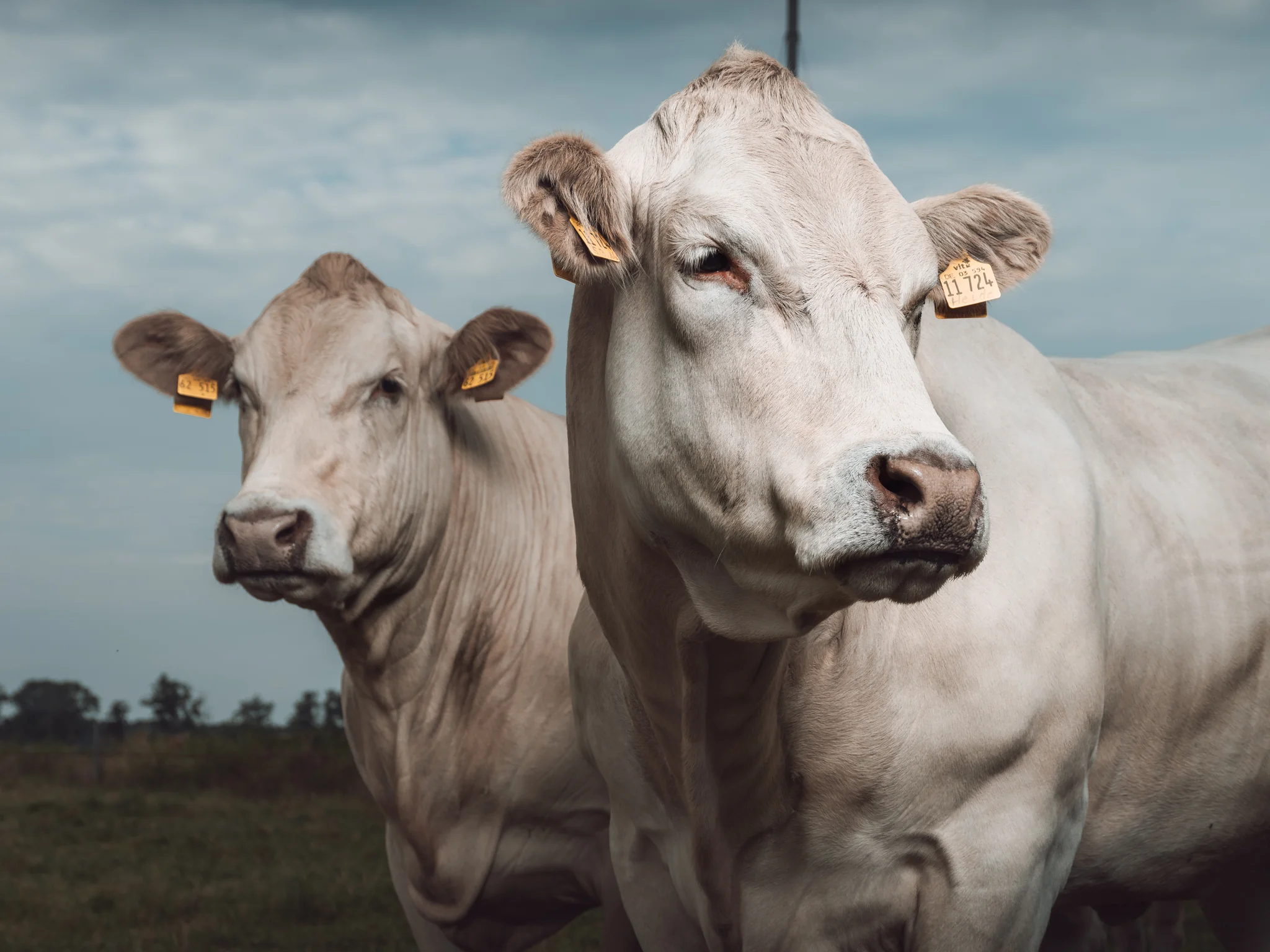Animals Photography by Klaus Dyba