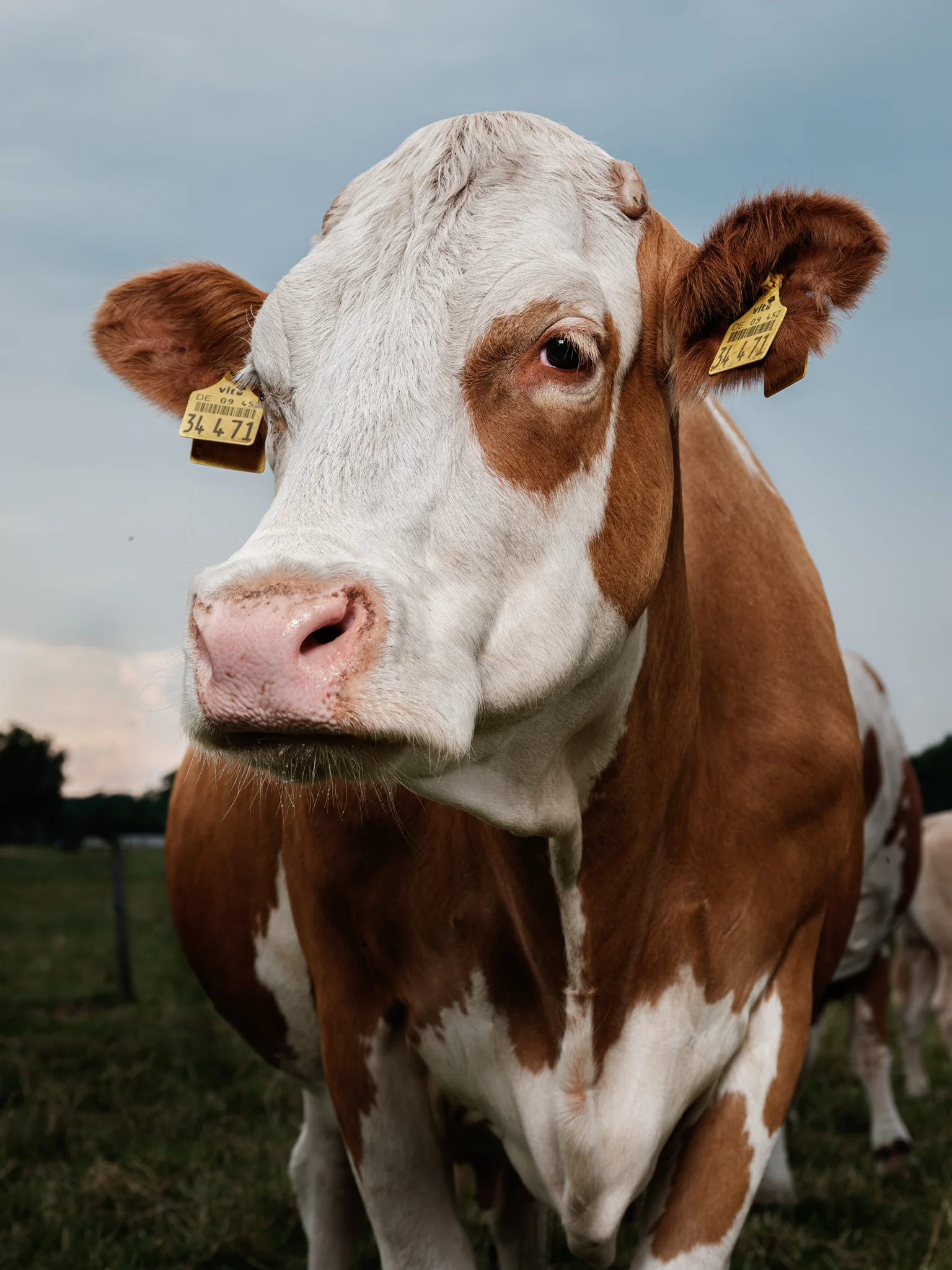 Animals Photography by Klaus Dyba