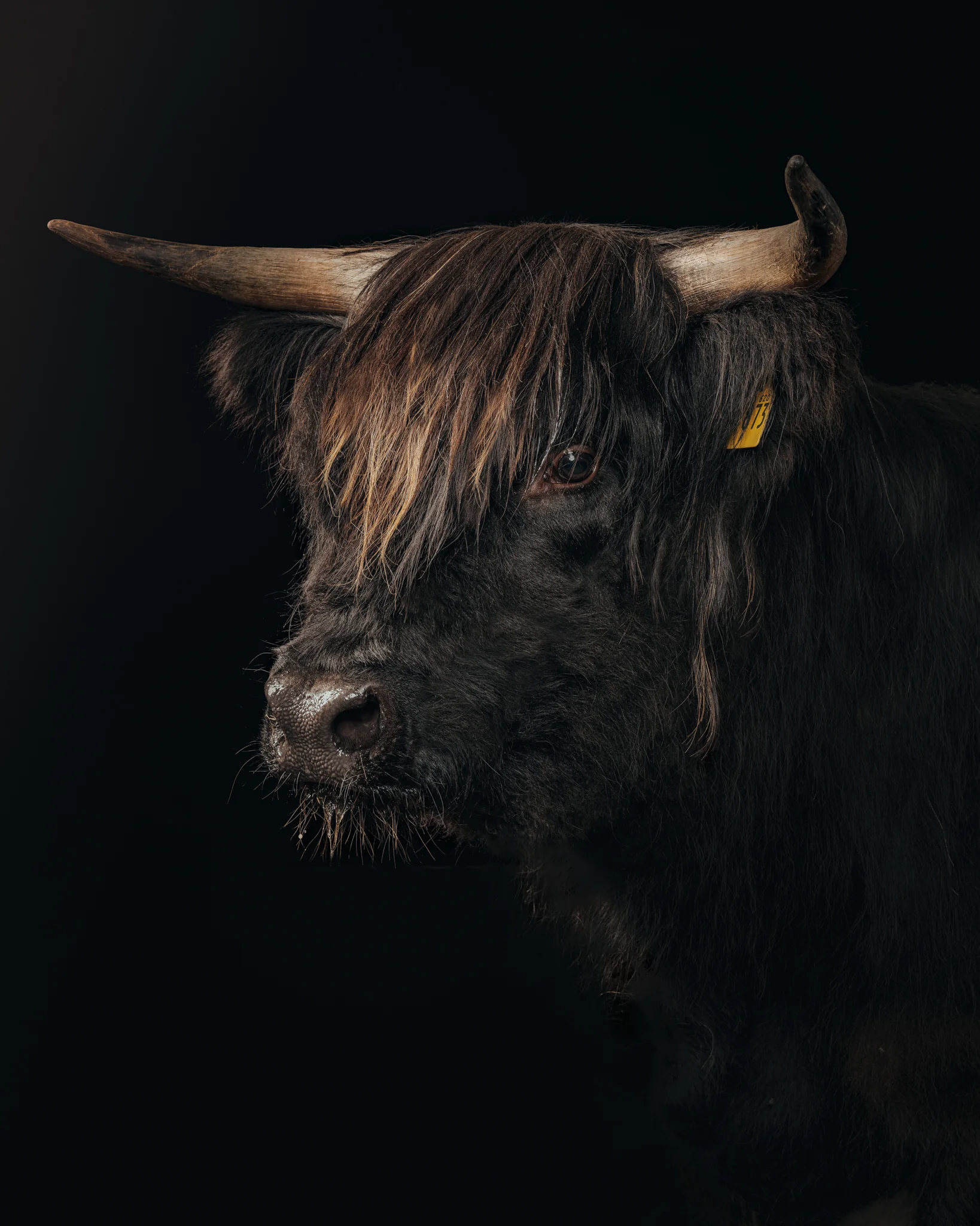 Animals Photography by Klaus Dyba