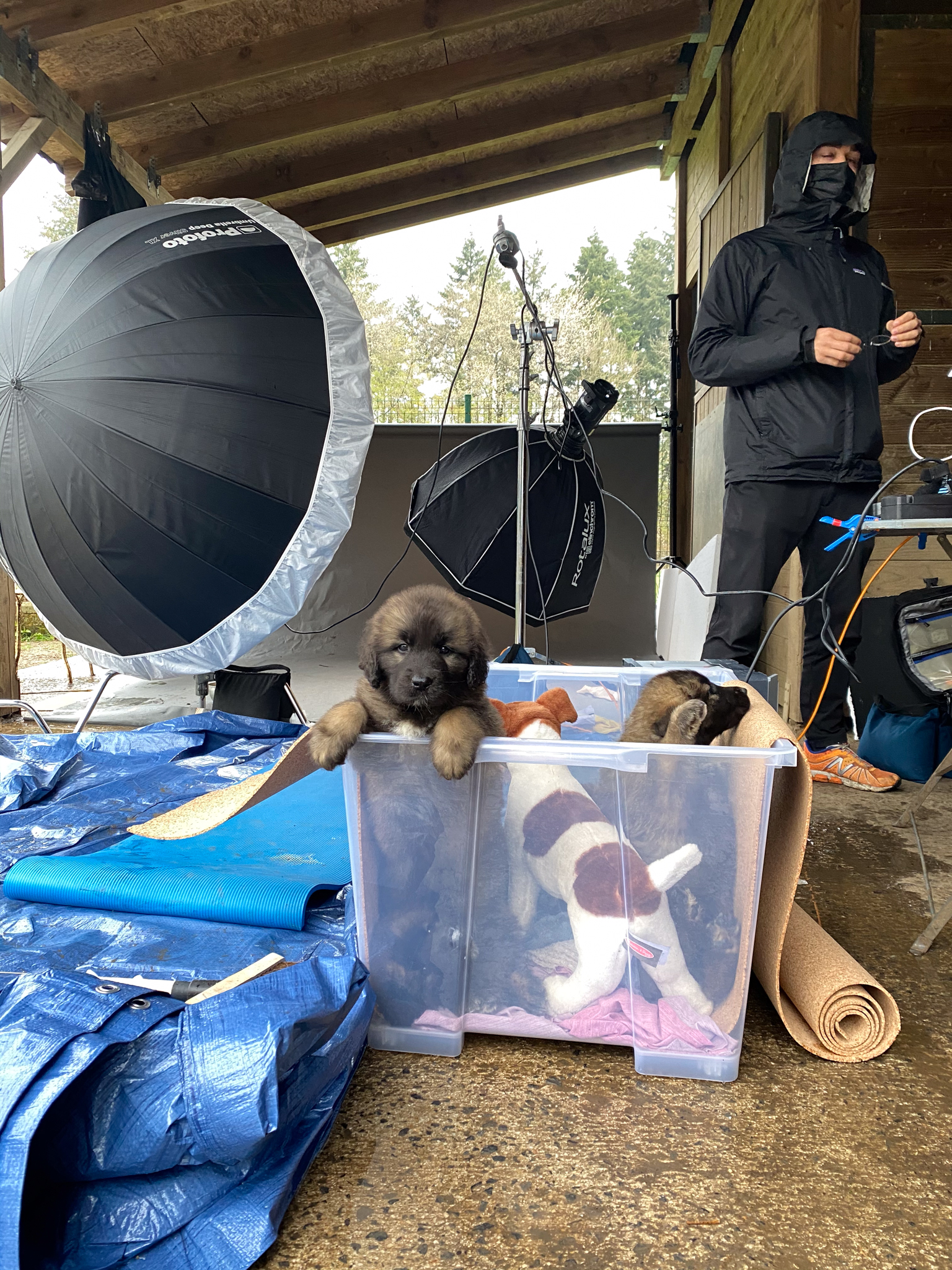 Behind the scenes of pet photography shoot - Lighting detail