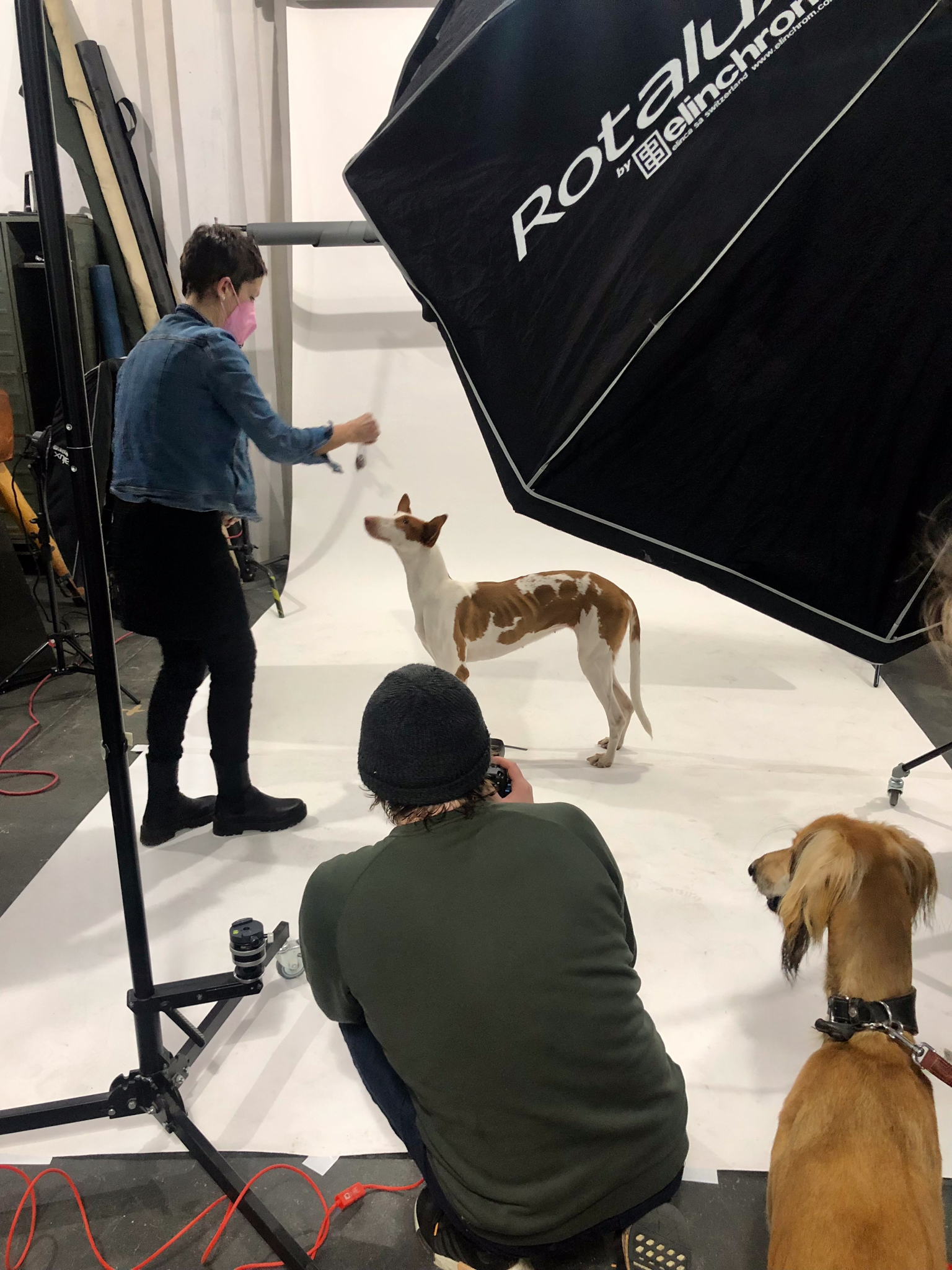Behind the scenes of pet photography shoot - Pet interaction