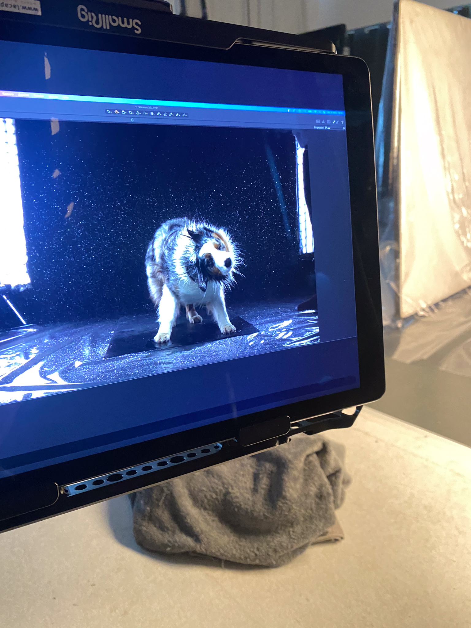 Behind the scenes of pet photography shoot - Animal handling