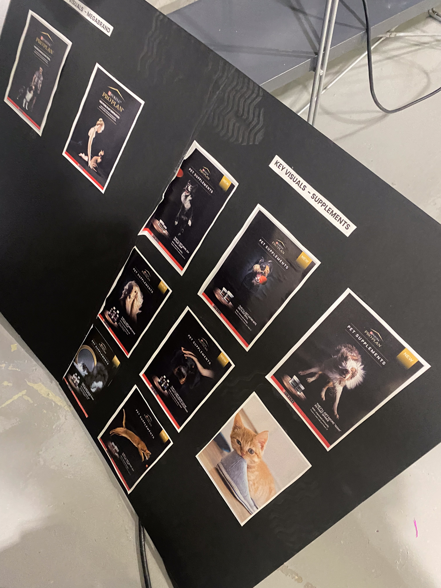 Behind the scenes of pet photography shoot - Light testing