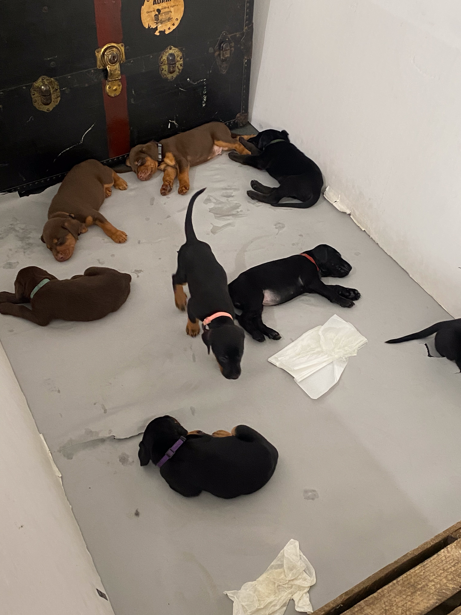 Behind the scenes of pet photography shoot - On-set moment
