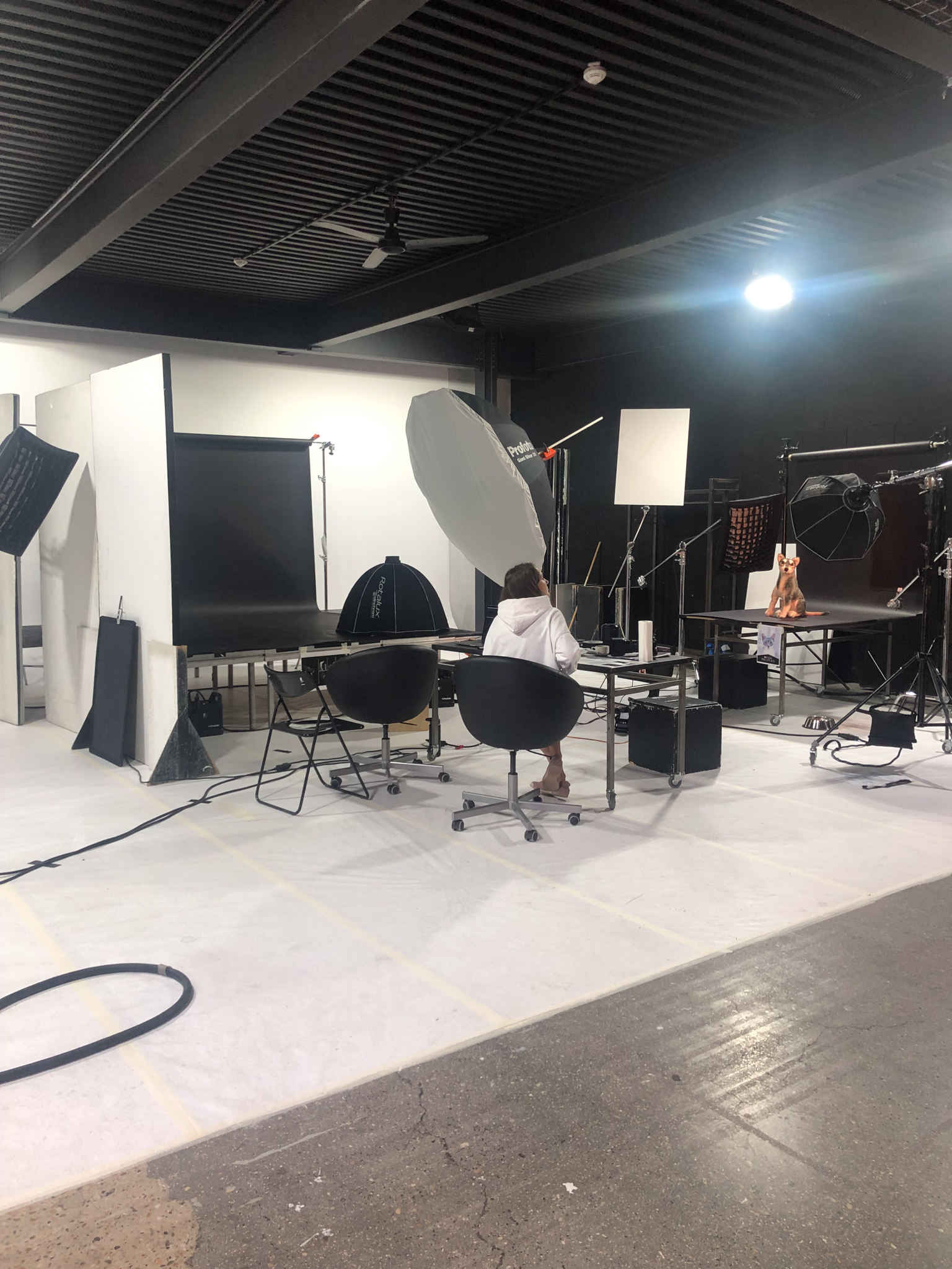 Behind the scenes of pet photography shoot - Final setup