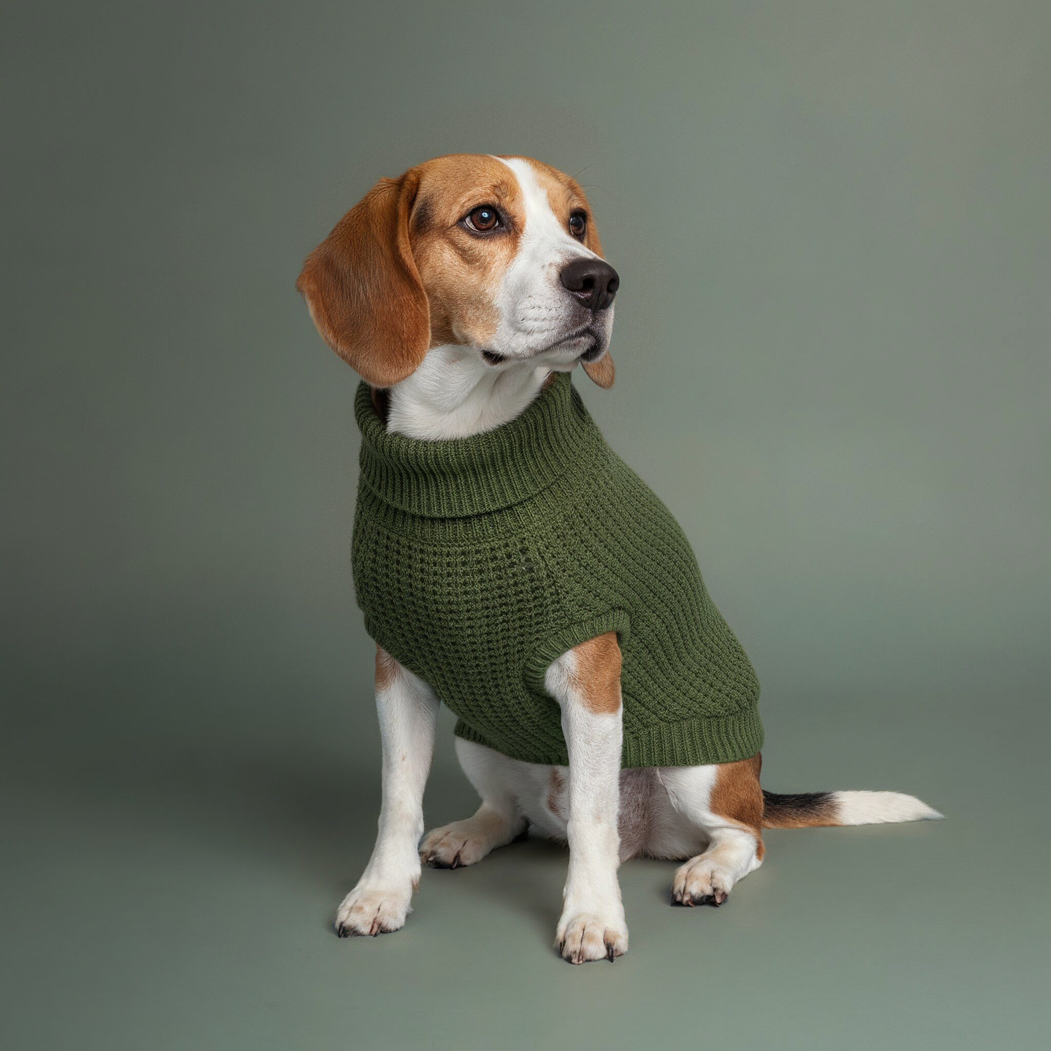 AI PETS WORKFLOW - Dog Clothing Mood Shot - AI Generated Photography by Klaus Dyba